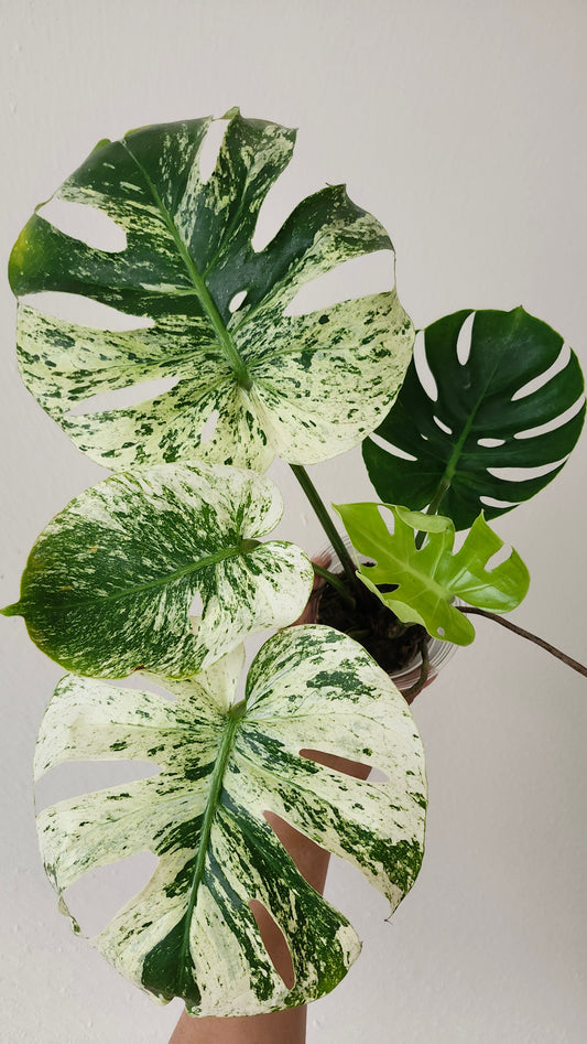 Monstera Siam Mint + Klarna +5%- Reserved Andrew Trinimom