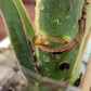 Monstera Full Mint Top Cut - Unrooted- Reserved for Mayra Ahumada