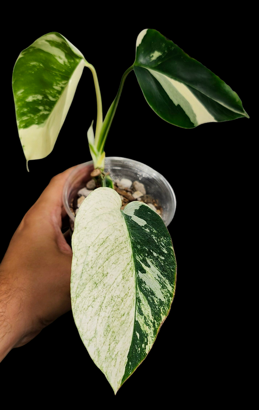 Monstera mint noid