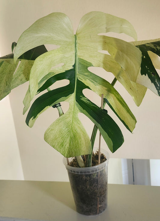 Monstera Mint reserved for Shannon Oliver Heindel