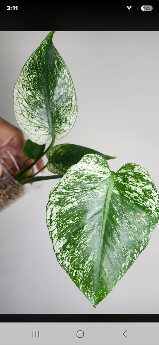 Monstera Devil + 5% Pay in 4- Reserved Ashley Dawson
