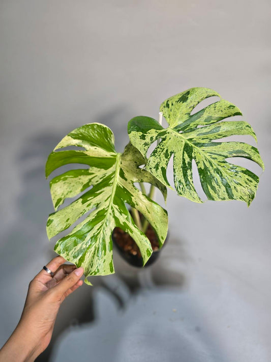 Monstera Bulbasaur reserved for Wendy Arndt