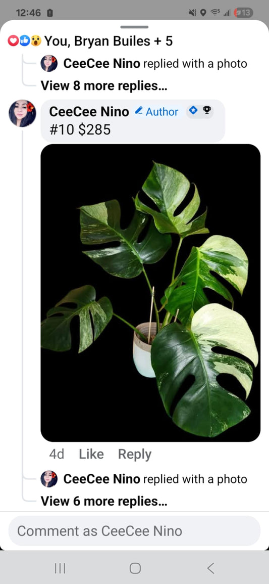 Monstera Mint #10 and Monstera Mint mid cut Reserved for Gianna Guerra
