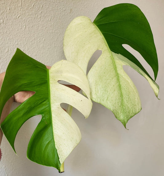 Monstera Brazilian mint top cut Reserved for Niwde Gniragag