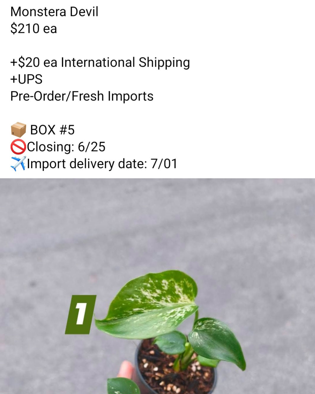 Monstera Devil #1 reserved for Will Sozanski