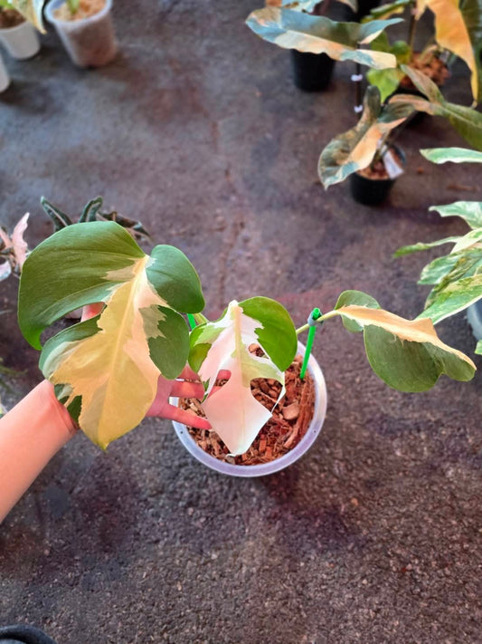 Monstera White Lava -Reserved Claudia Longano