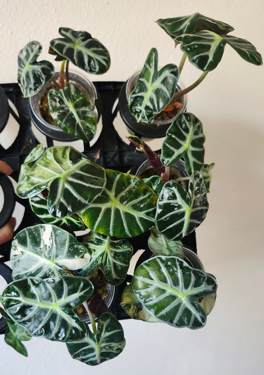 6 Alocasia Pink Balloon Heart- Reserved Julian Arana Jr.