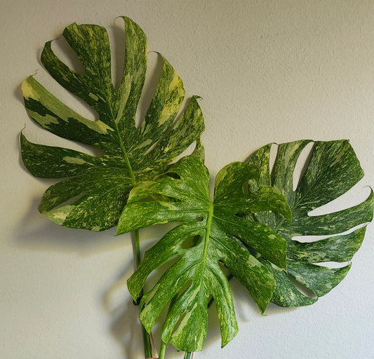 Monstera Green Snow #3 - Reserved Sam Bivans