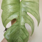 Monstera Brazilian Full Mint Mid Cut Reserved for Jenny Newland Osbon