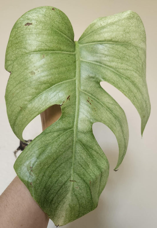 Monstera Brazilian Full Mint Mid Cut Reserved for Jenny Newland Osbon