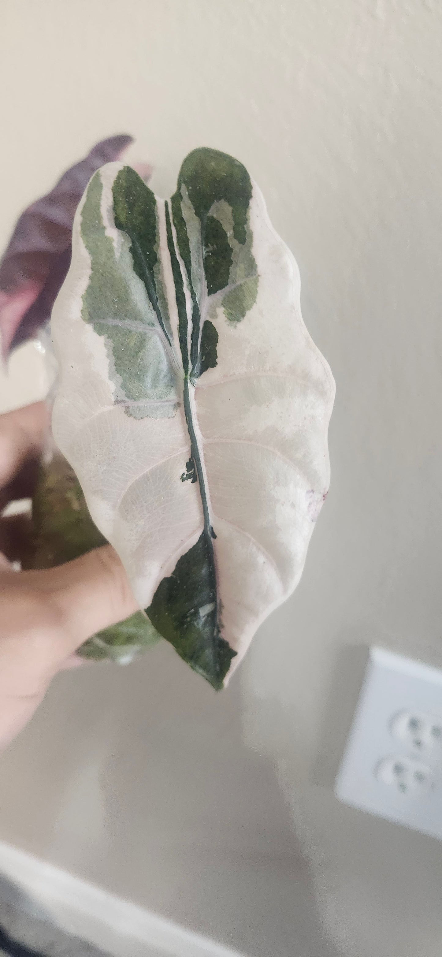 Alocasia Chantrieri Pink reserved for Natasha Miller
