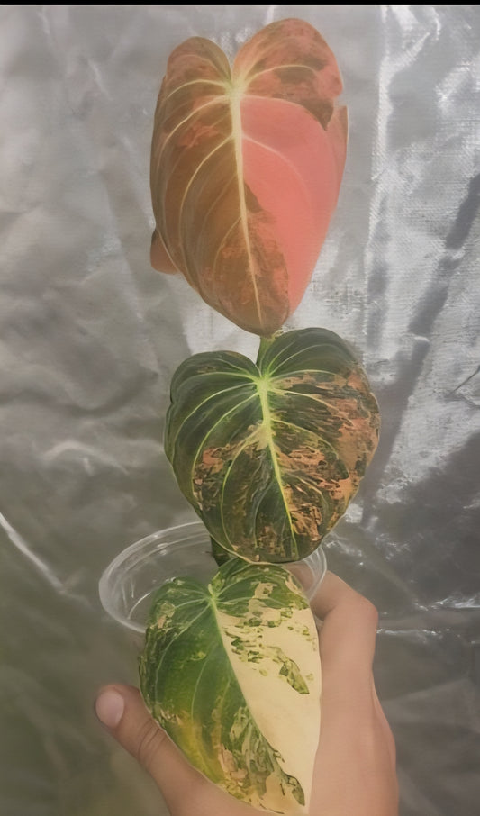 Bundle Philodendron orange melano, Alocasia Black Velvet Pink and black velvet gold reserved for Manny Reyes