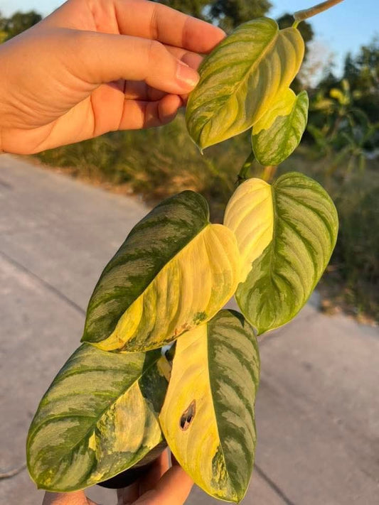 Squamiferum x Green Congo, Brandtianum Var. - Reserved Chad Popour