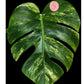 Monstera Aurea Mid Cut #2, #5- Reserved Tori Davis Warren