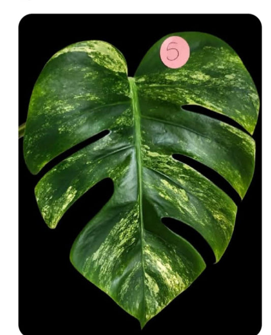 Monstera Aurea Mid Cut #2, #5- Reserved Tori Davis Warren