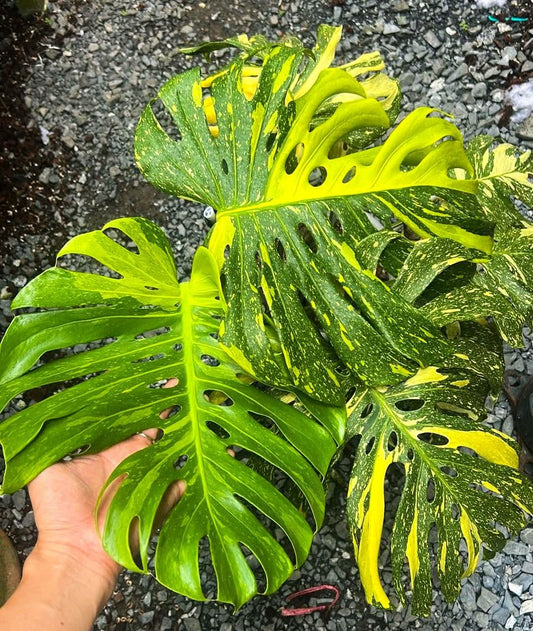 Monstera Electrolyte + Int. Ship + 5% Klarna- Reserved Zach Rivera