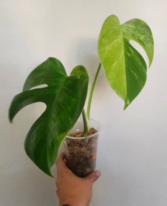 Monstera Mint NOID Top Cut reserved for Ell Rey