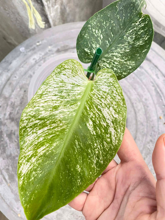 Monstera Devil - Reserved Andrew Trinimom