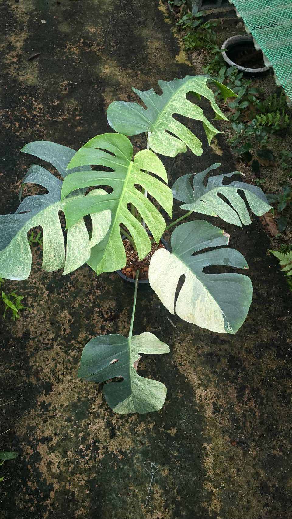 Monstera mint halfmoon and golden dragon store credit.
