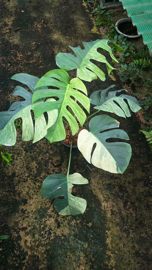 Monstera mint halfmoon and golden dragon store credit.