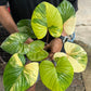 (3) Serendipity Pink (1) Homalomena reserved for Lauren Marshall
