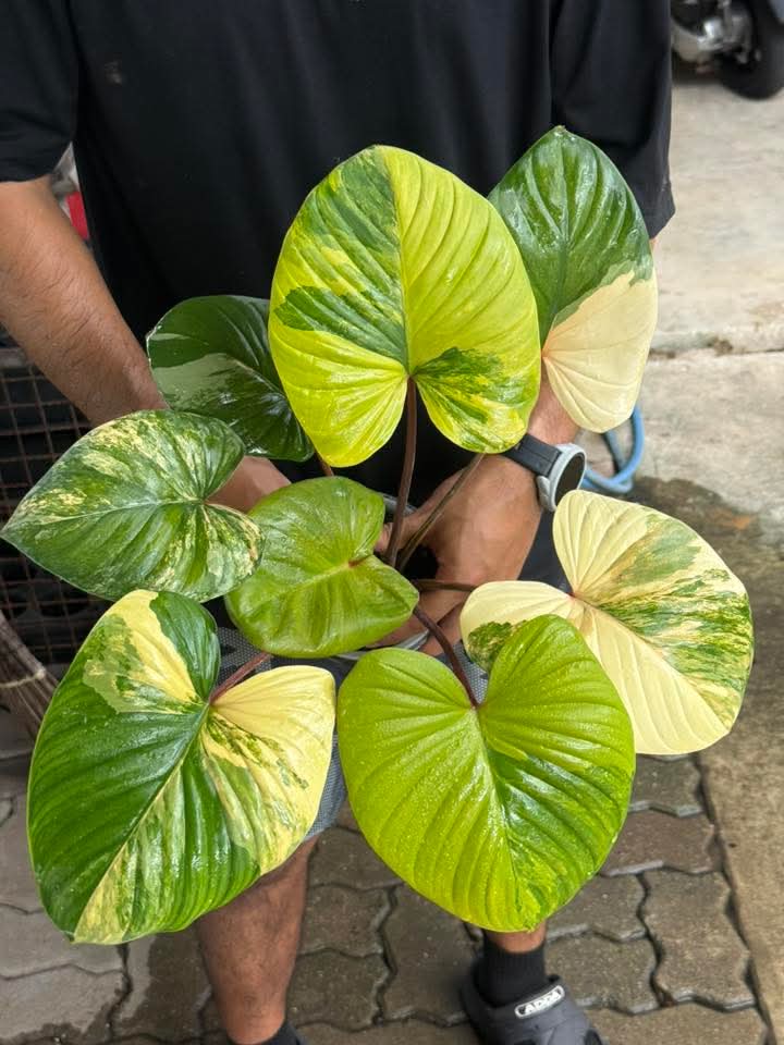 (3) Serendipity Pink (1) Homalomena reserved for Lauren Marshall