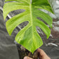 Monstera Mint Top Cut reserved for Carla Roeper