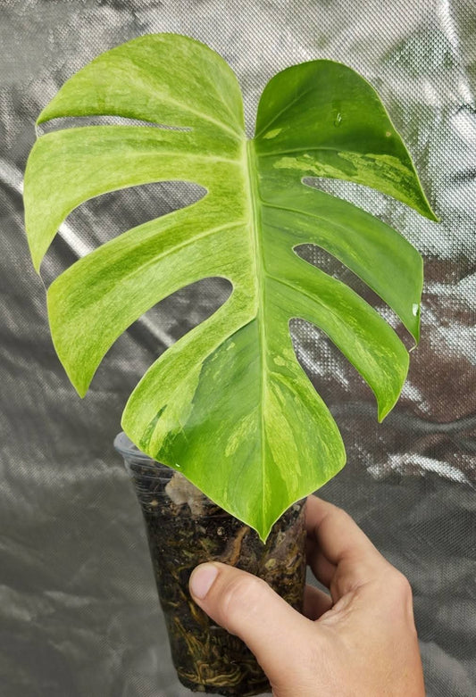 Monstera Mint Top Cut reserved for Carla Roeper