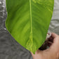 Monstera Aurea Mid Cut Reserved for Christy Marini
