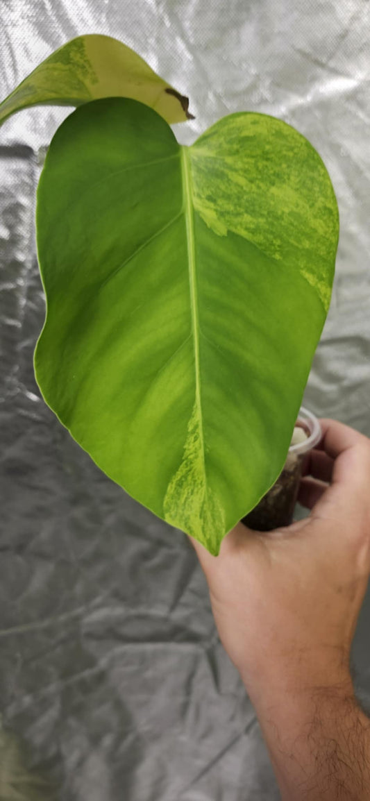 Monstera Aurea Mid Cut Reserved for Christy Marini