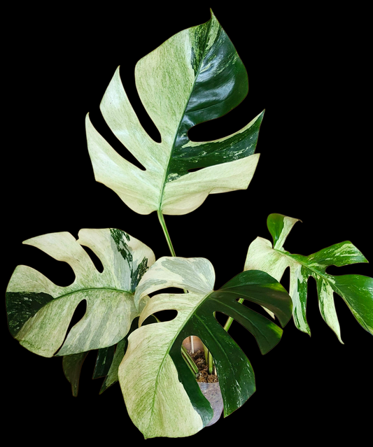 Monstera Mint- Reserved Ruvi Rodriguez