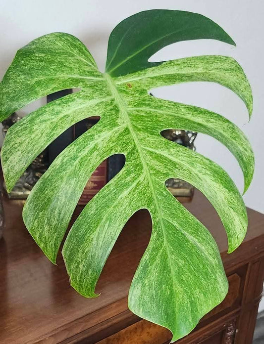Monstera Full Mint Bottom Cut - Reserved Tonya Trull