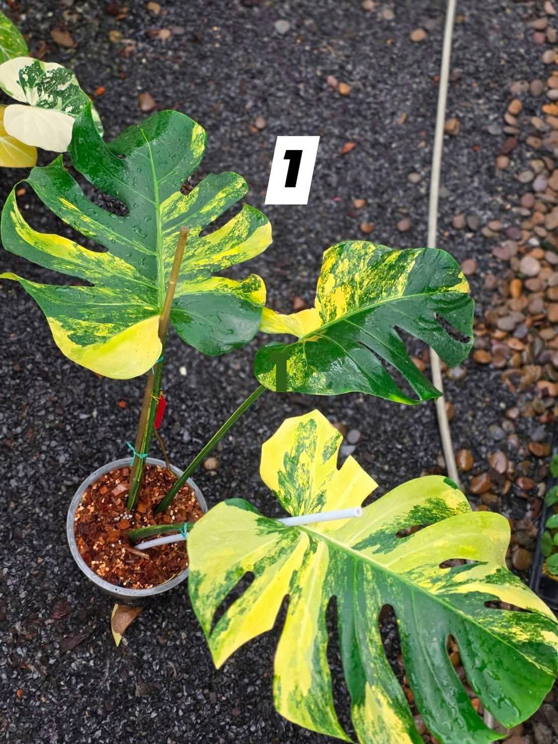 Monstera Yellow Marilyn, Monstera Light Lime- Reserved Sam Bivans