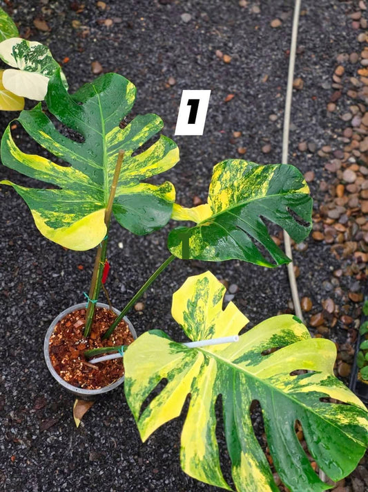 Monstera Yellow Marilyn, Monstera Light Lime- Reserved Sam Bivans