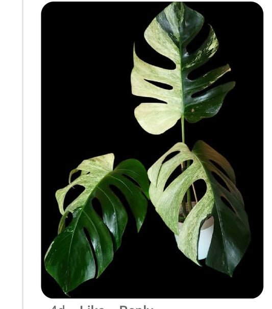 Monstera Mint #14- Reserved Lauren Marshall