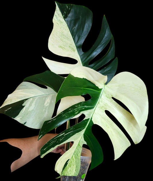 Monstera Mint #6 reserved for Shannon Oliver Heindel