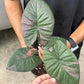 (3) Serendipity Pink (1) Homalomena reserved for Lauren Marshall