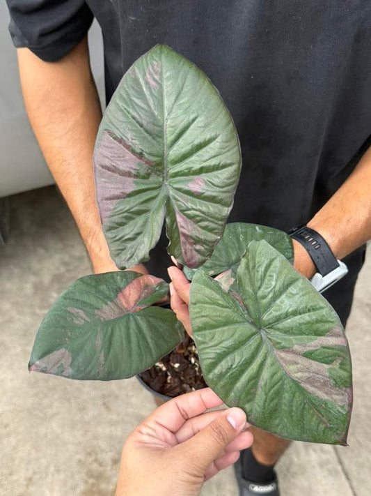 (3) Serendipity Pink (1) Homalomena reserved for Lauren Marshall