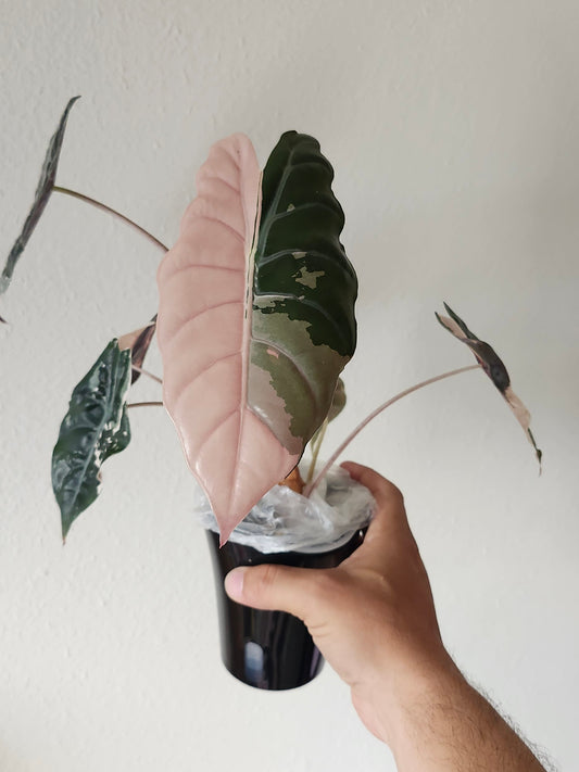 Alocasia Pink Chantrieri reserved for Michele Fincham