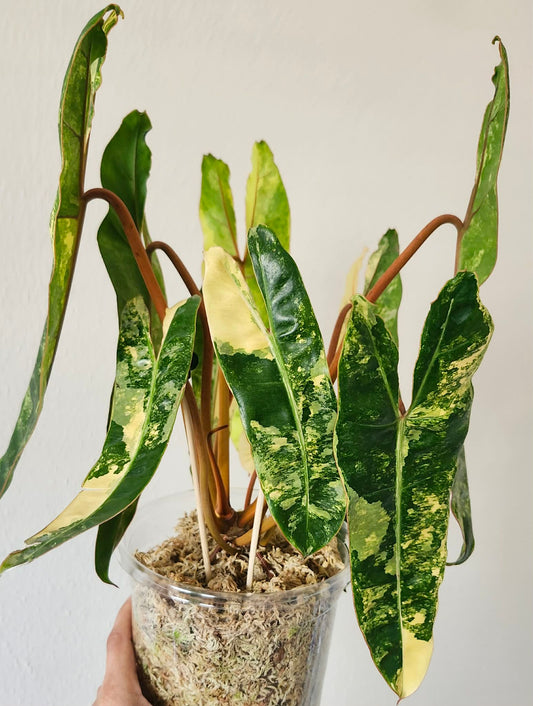 Variegated Billietae reserved for Cheryl Brooks Jackson