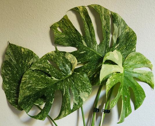 Monstera Green Snow #2- Reserved Dia Rodriguez