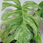 Monstera Full Mint Top Cut - Unrooted- Reserved for Mayra Ahumada