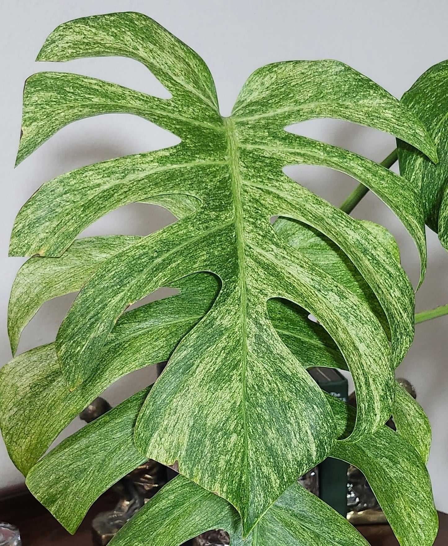 Monstera Full Mint Top Cut - Unrooted- Reserved for Mayra Ahumada