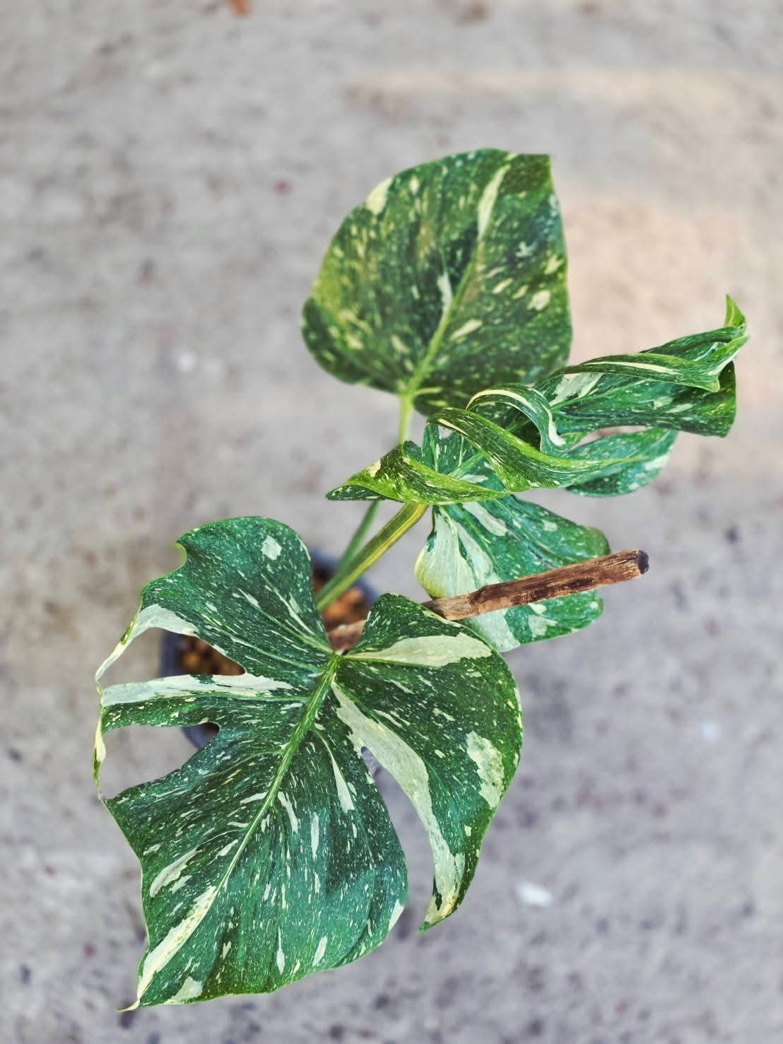Monstera Medusa- Reserved Chad Popour