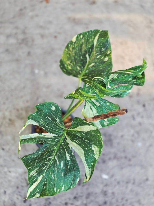 Monstera Medusa- Reserved Chad Popour
