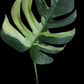 Monstera Mint #10 and Monstera Mint mid cut Reserved for Gianna Guerra