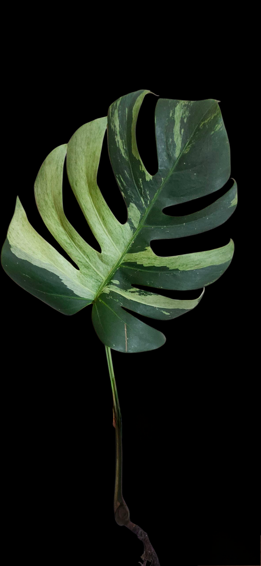 Monstera Mint #10 and Monstera Mint mid cut Reserved for Gianna Guerra
