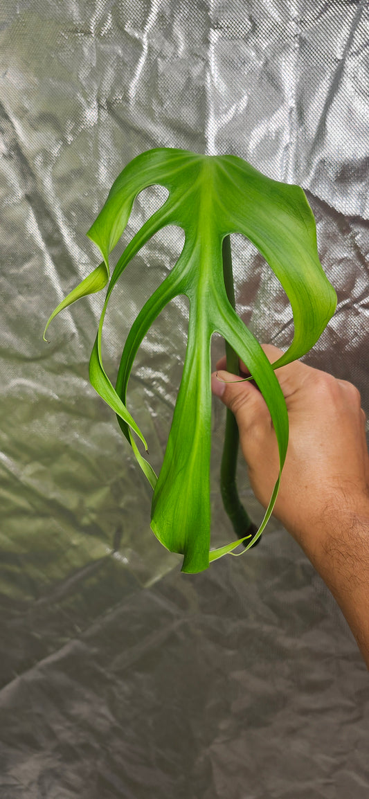 Monstera Burle Marx Flame top cut Reserved for Ashley Wofford