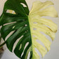 Monstera Deliciosa White Tear reserved for Bim Flores
