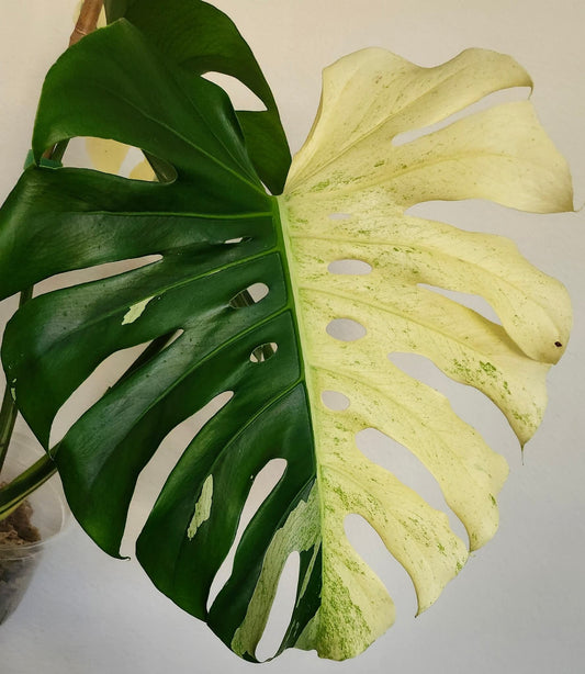 Monstera Deliciosa White Tear reserved for Bim Flores